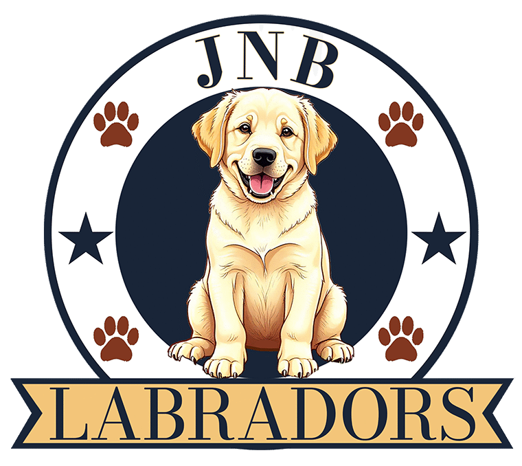 JNB LABRADORS
